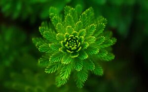 Die richtigen Pflanzen für deinen Garten