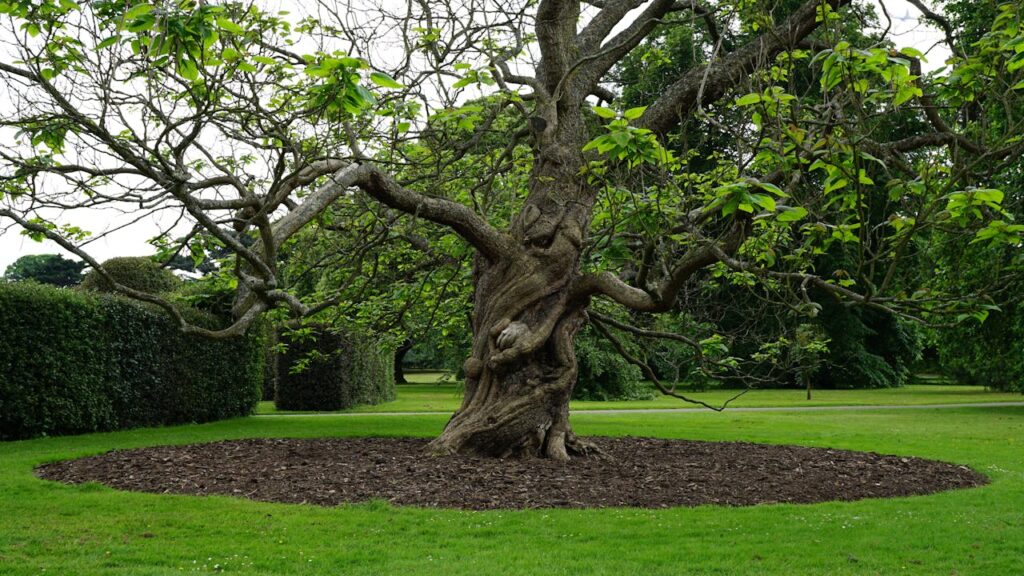 Birken im Garten: Gestaltungsideen, Pflege und typische Fehler