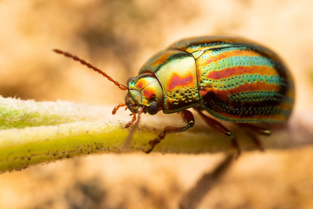 Insektenhotel aufhängen: Morgensonne ja, Mittagssonne lieber nicht