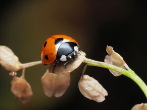 Biologische plaagbestrijding: hoe nuttige insecten uw huis beschermen zonder gifstoffen