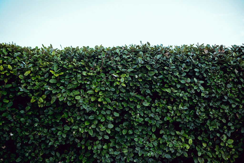 Wie du deinem Garten eine neue Atmosphäre verpasst