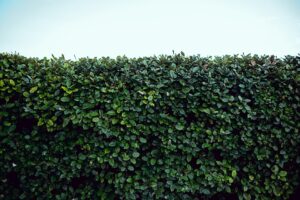 Wie du deinem Garten eine neue Atmosphäre verpasst